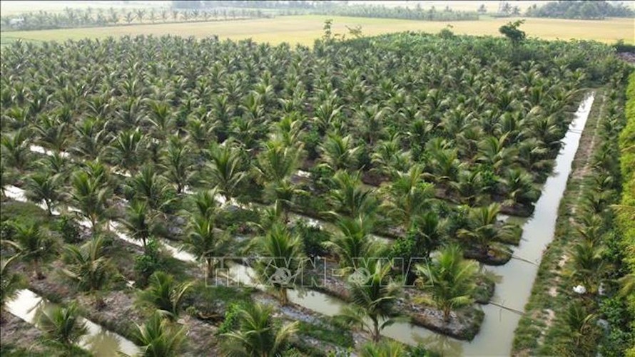 Diện tích trồng dừa tại xã Lương Hòa (Châu Thành, Trà Vinh).