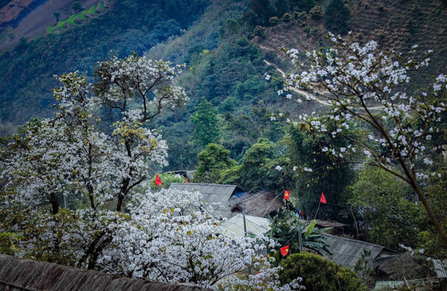 Mùa hoa ban nở, bản Nặm Cứm đẹp như cổ tích. 