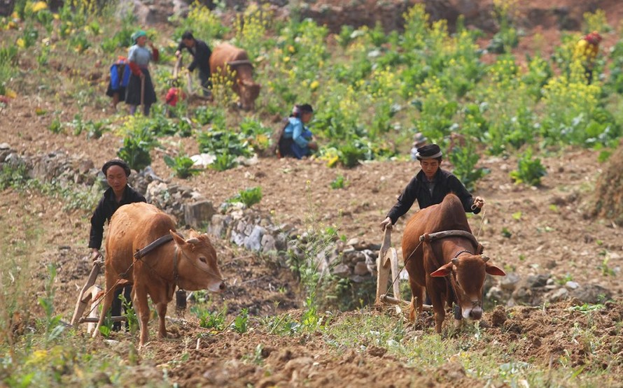 Tri thức canh tác hốc đá là di sản được trao truyền qua nhiều thế hệ. 