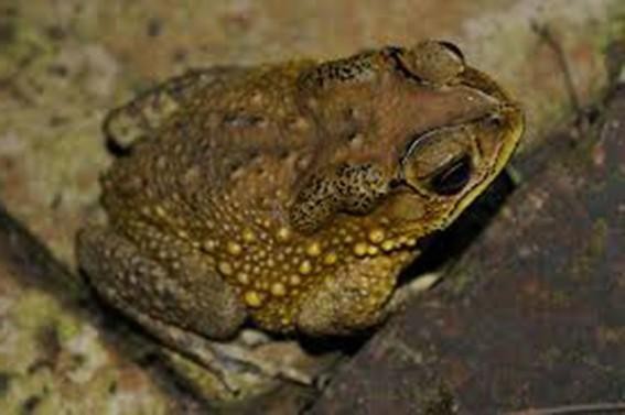 Cóc là loài động vật chứa rất nhiều độc tố trong cơ thể, có thể gây chết người trong thời gian ngắn. 