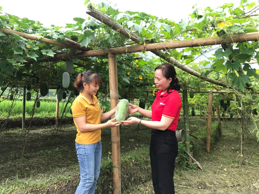 Đại diện WinCommerce làm việc cùng bà con tại Vườn bí xanh thơm Bắc Kạn.