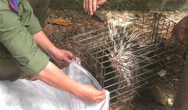 Nhím được bàn giao cho Hạt kiểm lâm để thả về rừng tự nhiên. (Ảnh: TTXVN phát)