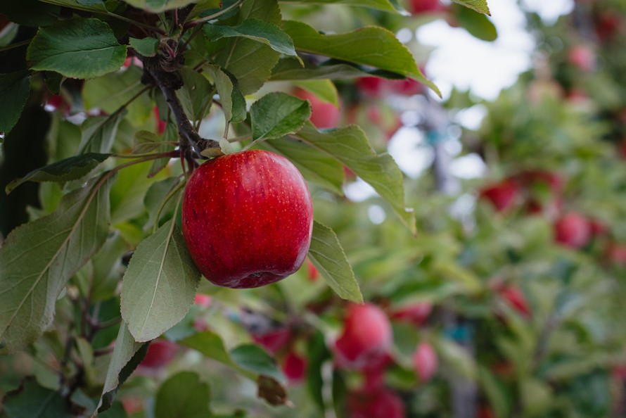 Tập đoàn T&G, thành công bảo vệ quyền sở hữu trí tuệ giống táo ENVY® dưới Luật Giống cây trồng mới tại Trung Quốc