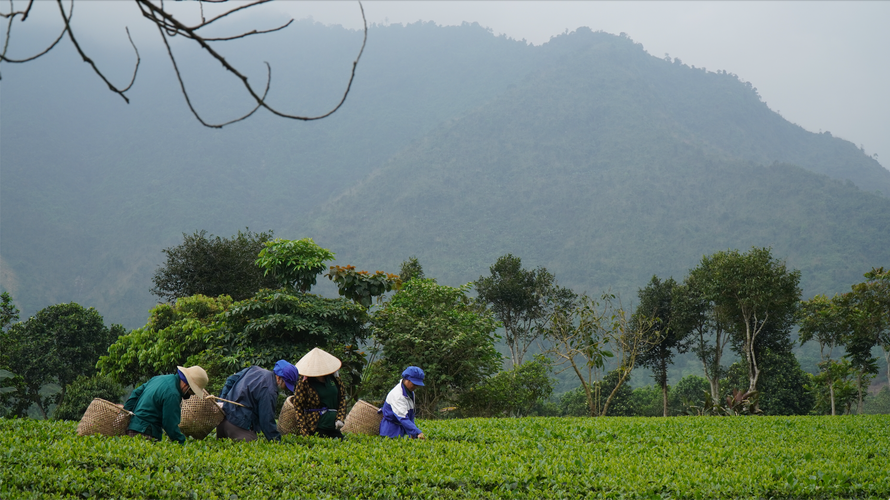 Những người nông dân chăm chỉ hái chè từ sáng sớm Ảnh: Trà My.