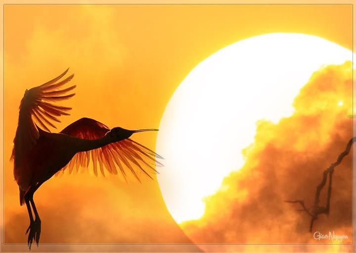 Như cánh vạc bay...