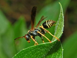 Loài ong Polistes fuscatus