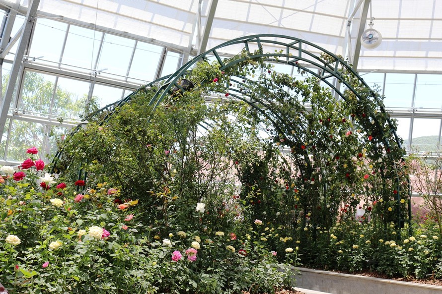 Vườn hồng rực rỡ với hàng trăm loài hoa