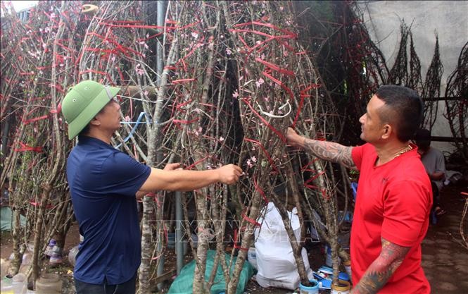 Đào đá Mường Lát vào vụ Tết