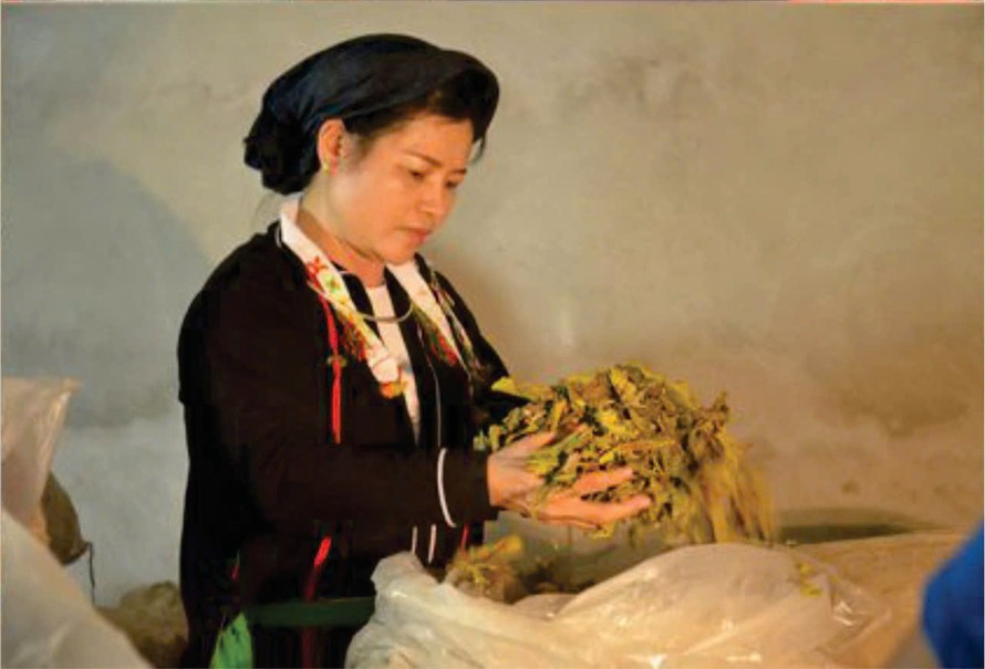 Lương y Dư Thị Ba, người phụ nữ dân tộc Sán Dìu, đã lặng lẽ cứu chữa cho hàng nghìn người mắc các bệnh lý gan nguy hiểm bằng chính bài thuốc gia truyền đời thứ ba của dòng họ.