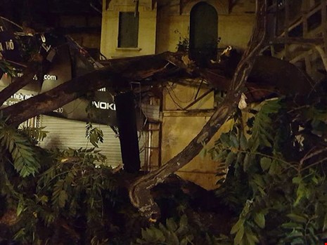 Hai cành lớn chắn ngang vỉa hè