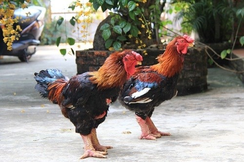 Gần tết, gà Đông Tảo giá 10 triệu/con vẫn hút khách