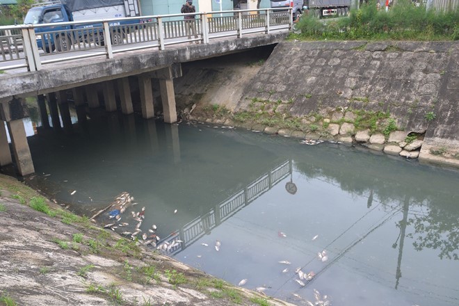 Cá chết nổi dọc con kênh. 