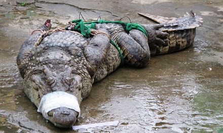 Cá sấu càng lớn càng bị ép giá.