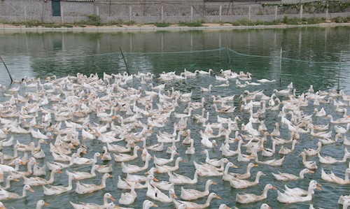 Một trang trại vịt ở huyện Yên Thành. Ảnh