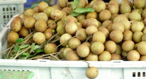 Nhãn xuồng cơm vàng ở Bà Rịa - Vũng Tàu vốn được người tiêu dùng ưa chuộng. Ảnh: Bizmedia.