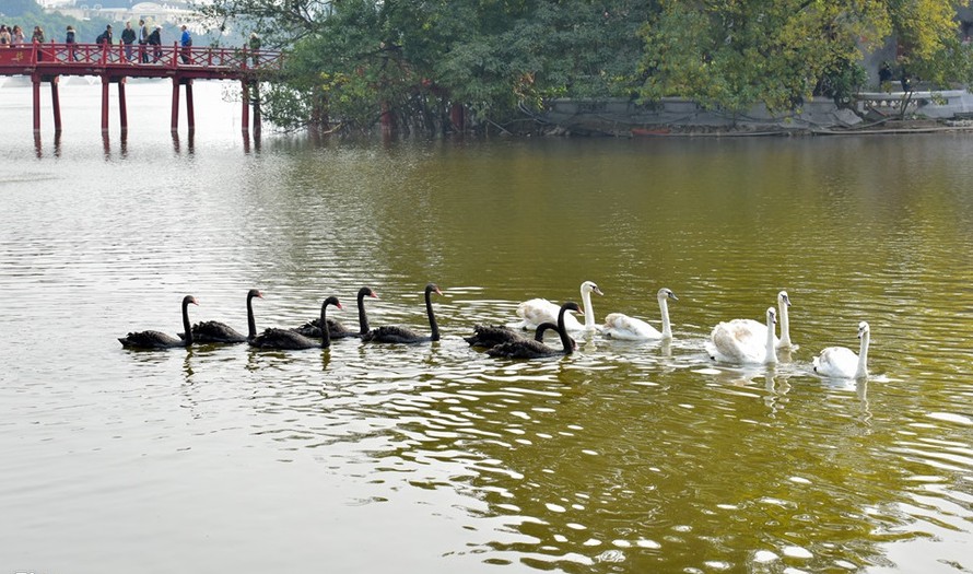 Bầy thiên nga 12 con. Ảnh: Zing