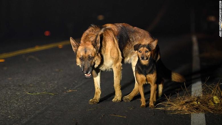 Người dân California chung tay giải cứu vật nuôi vô chủ giữa thảm họa cháy rừng