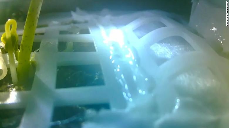 Hình ảnh một hạt giống bông nảy mầm trên Mặt trăng vào ngày 12/1, 9 ngày sau khi thí nghiệm bắt đầu.