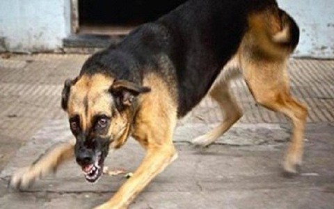 Nam sinh 12 tuổi tử vong do bị chó nhà cắn