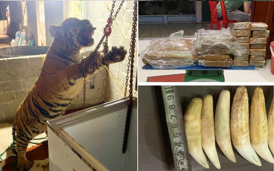 Tang vật lực lượng Công an tỉnh Thanh Hóa thu giữ.