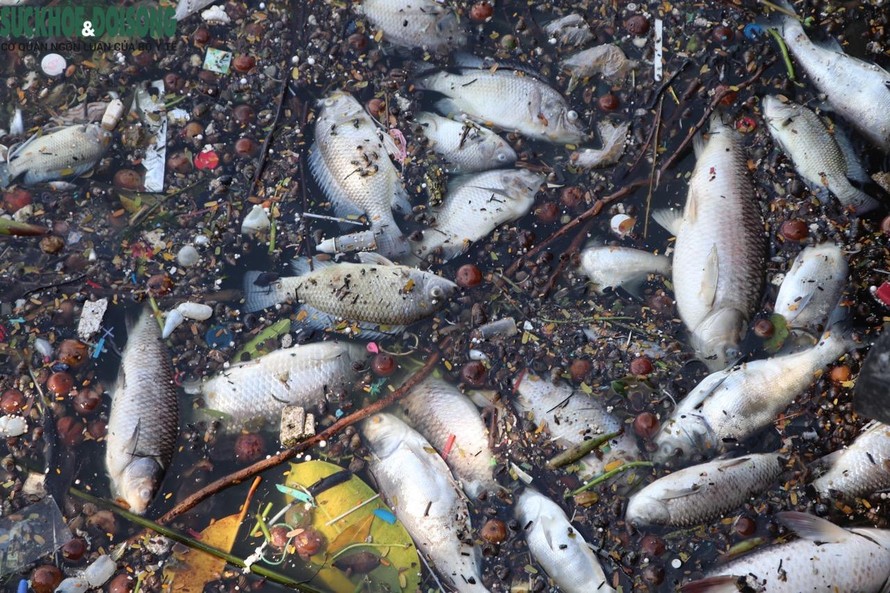 Lý giải nguyên nhân cá chết nổi tại hồ Tây