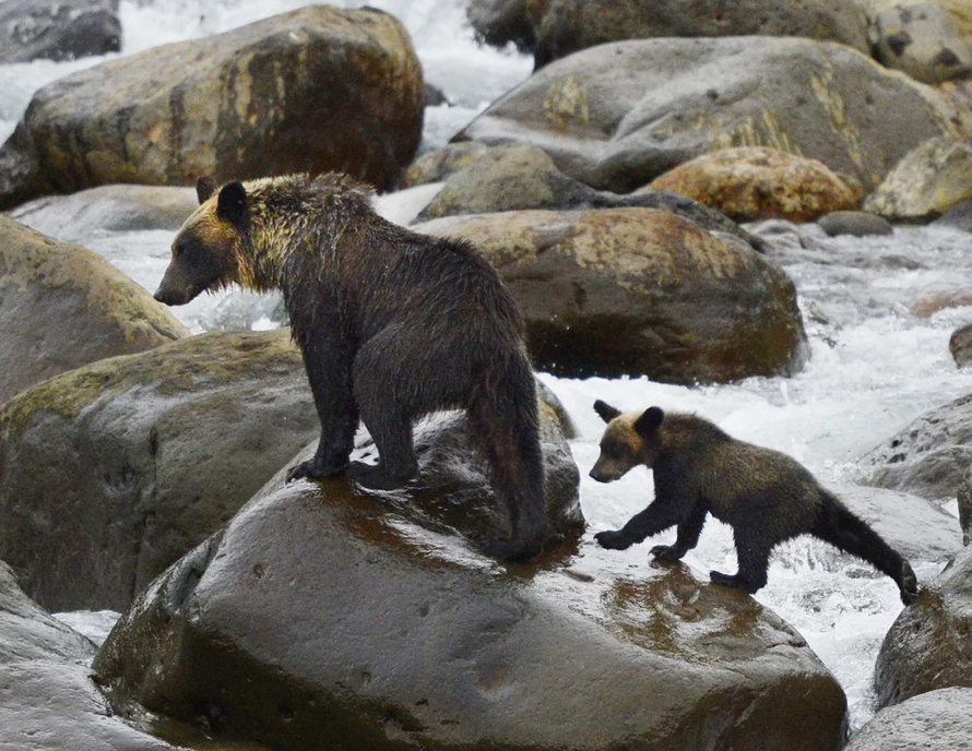 Nhật Bản ghi nhận hàng loạt vụ đụng độ giữa người và gấu