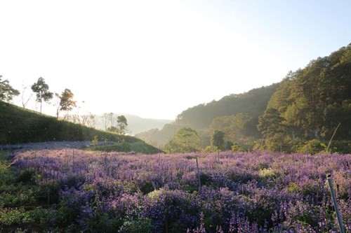 Cánh đồng hoa mới toanh ở Đà Lạt đẹp 'ngất ngây' đốn tim du khách.