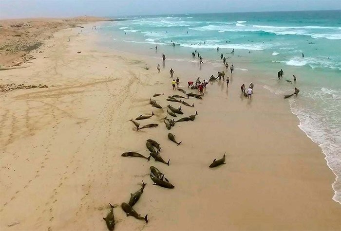 136 cá heo bị mắc kẹt chết thảm trên bờ biển Tây Phi.