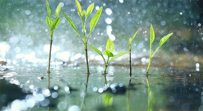 Thực vật thực tế cũng biết “sợ” khi trời mưa.