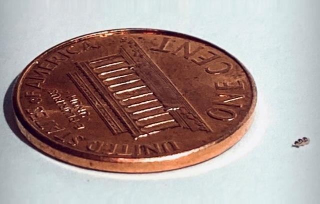 Một robot tí hon của Bionaut đặt cạnh một đồng xu.