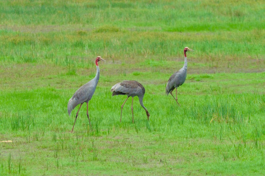 Bảo tồn loài sếu đầu đỏ tại Vườn Quốc gia Tràm Chim
