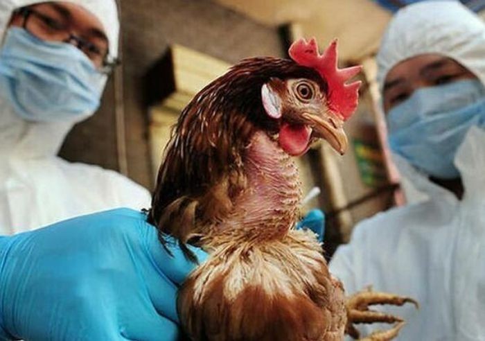 Campuchia ghi nhận thêm trường hợp mắc cúm gia cầm ở trẻ em