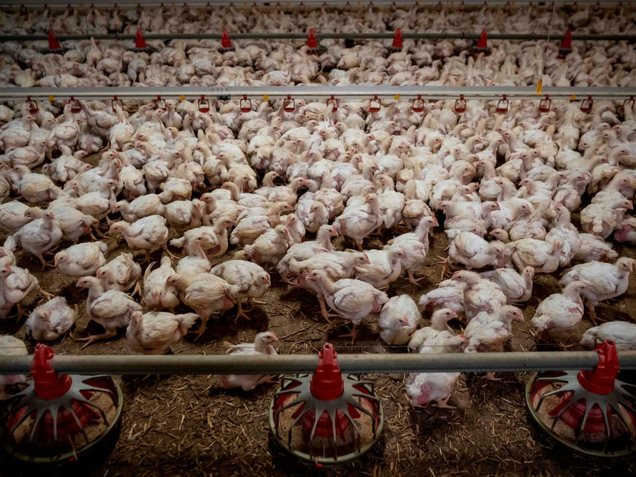 WHO kêu gọi thành lập mạng lưới toàn cầu phát hiện virus cúm gia cầm