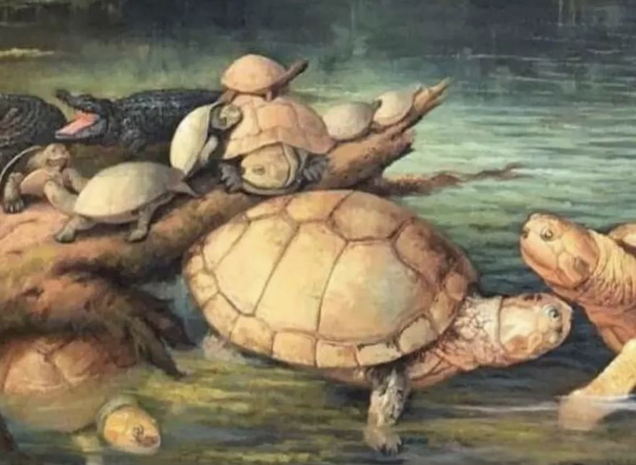 Phát hiện hóa thạch rùa khổng lồ niên đại 57 triệu năm trước đây ở Colombia