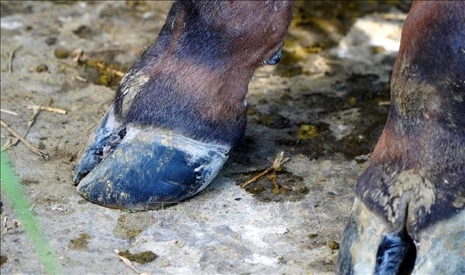 Đức ghi nhận đợt bùng phát bệnh lở mồm long móng lần đầu tiên sau 35 năm