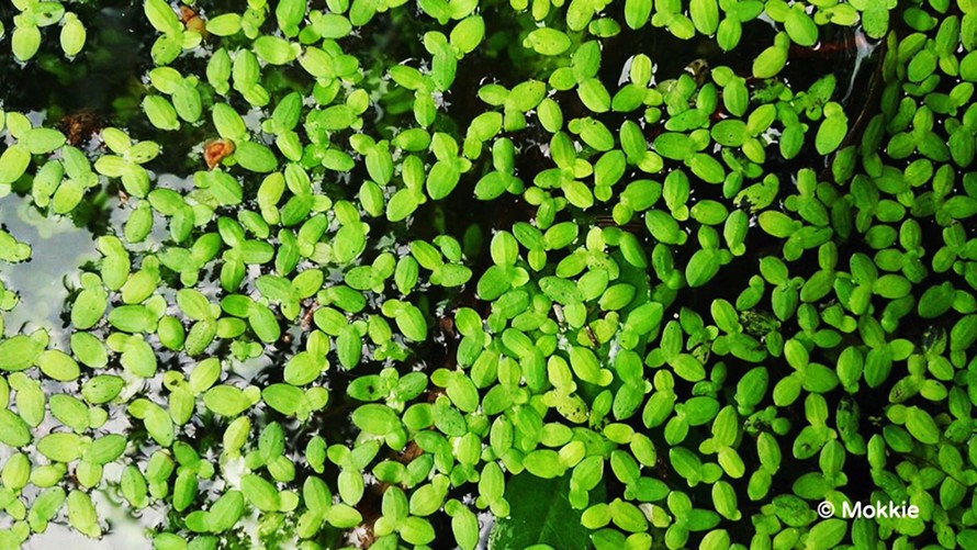 Bèo tấm - "Siêu thực phẩm" tiềm năng của tương lai