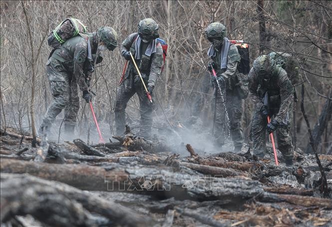 Hàn Quốc: Cháy rừng bùng phát trở lại trong đêm