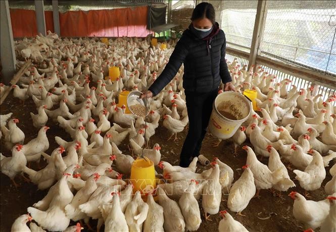 Thủ tướng chỉ đạo triển khai đồng bộ các giải pháp phòng, chống dịch bệnh gia súc, gia cầm