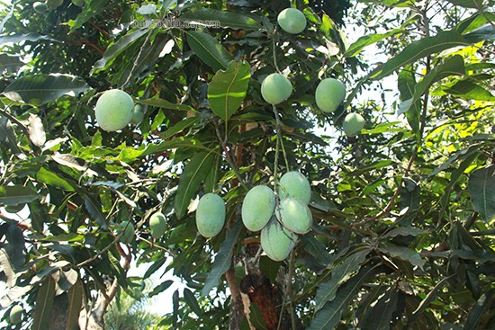 Nông dân Yên Châu tích cực chăm sóc xoài tròn