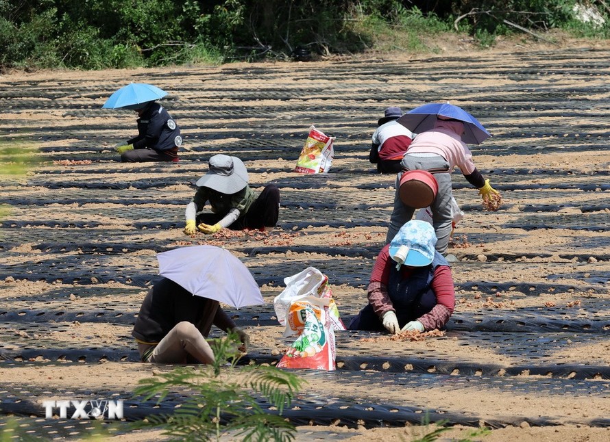 Hàn Quốc ban bố tình trạng thảm họa quốc gia do hạn hán