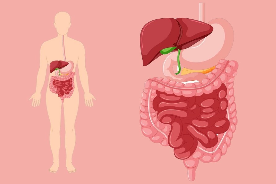 Nghiên cứu hé lộ vai trò quan trọng của hydro trong hệ tiêu hóa