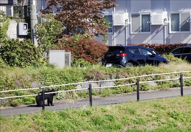 Báo động số vụ gấu tấn công người tại Nhật Bản