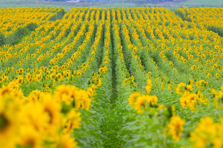 Cánh đồng hướng dương của trang trại TH mở cửa đón khách tham quan từ 16/12/2025