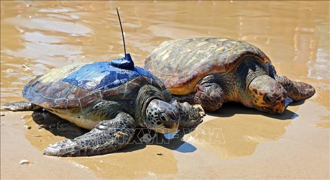 Israel thành lập Trung tâm cứu hộ rùa biển quốc gia quy mô lớn