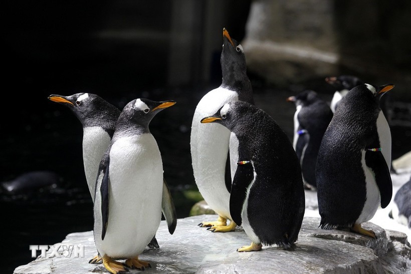 Dịch cúm gia cầm đẩy chim cánh cụt châu Phi đến bờ vực tuyệt chủng