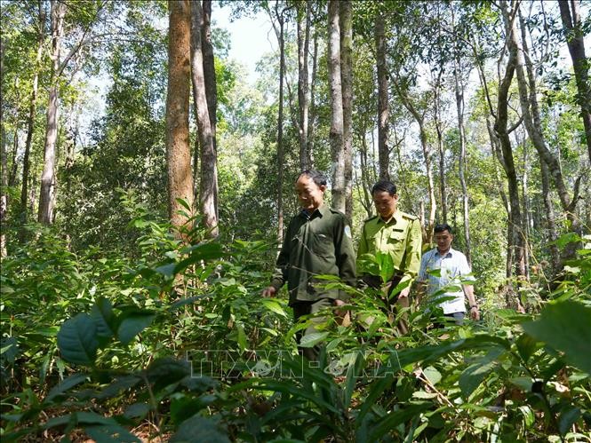 Giữ gìn quần thể trắc quý hiếm xuyên Tết