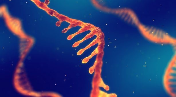 ADN cá hồi và astaxanthin mở ra xu hướng chống lão hóa toàn diện