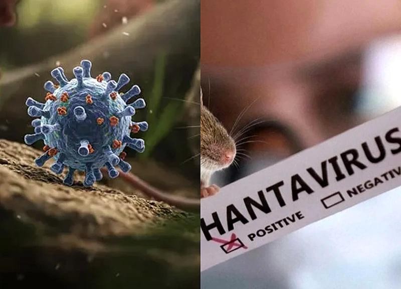 Virus Hanta: Argentina điều tra cá thể gặm nhấm phục vụ nghiên cứu dịch tễ học