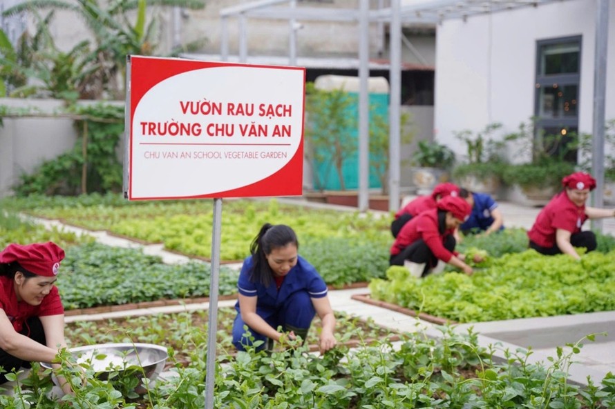 Trường Tiểu học Chu Văn An phát triển vườn rau sạch để phục vụ các bữa ăn bán trú cho học sinh.