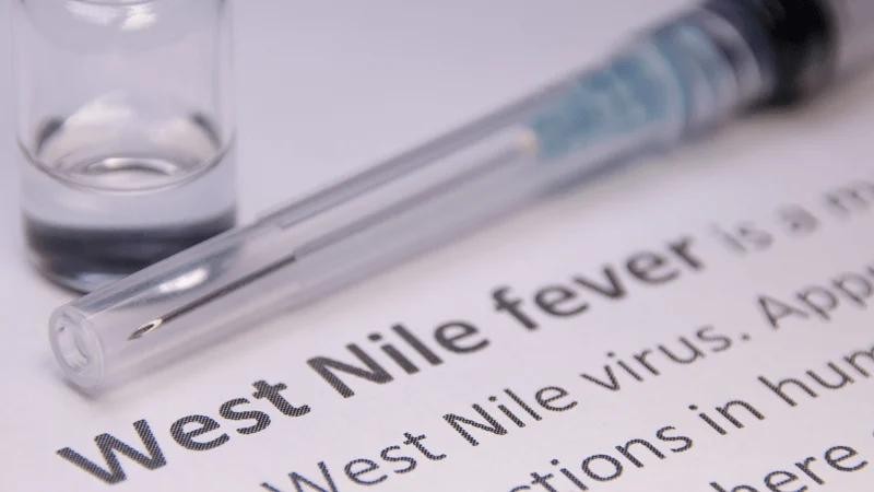Nguy cơ lây lan virus Tây sông Nile ở châu Âu